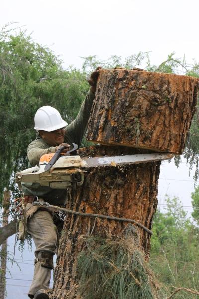 Jr's Tree Service and Landscape
