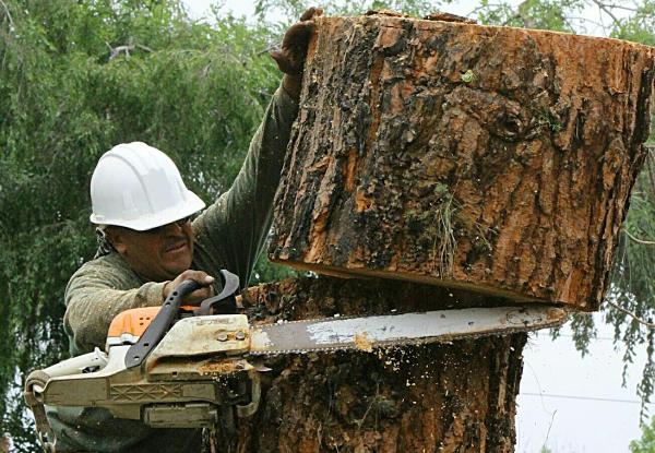 Jr's Tree Service and Landscape