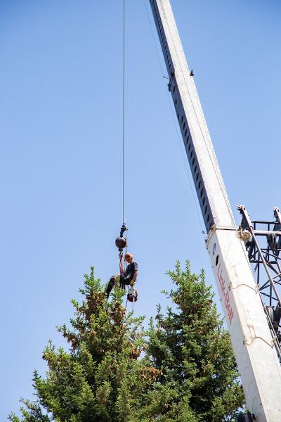Alpine Tree Service