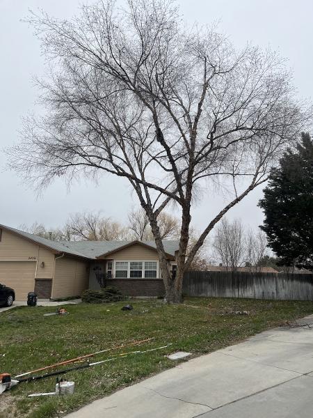 Majestic Tree Care LLC Meridan