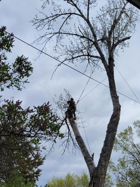 Majestic Tree Care LLC Meridan