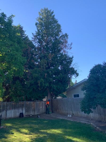 Majestic Tree Care LLC Meridan