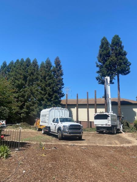 Fair Oaks Arborist