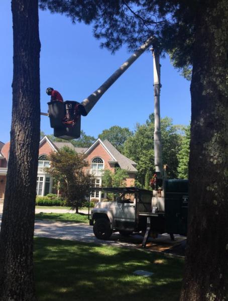 A Victor Tree and Landscape Service LLC