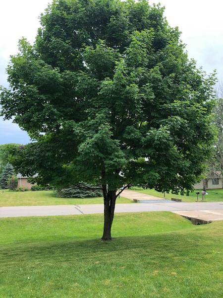 Dan's Tree Service Inc.