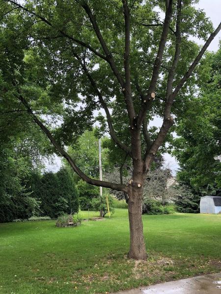 Dan's Tree Service Inc.