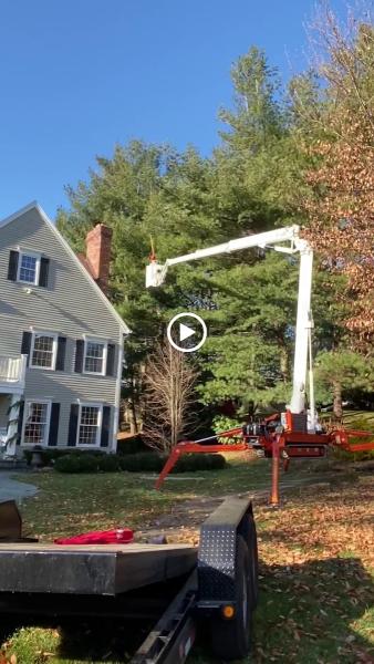 T and D Tree Service
