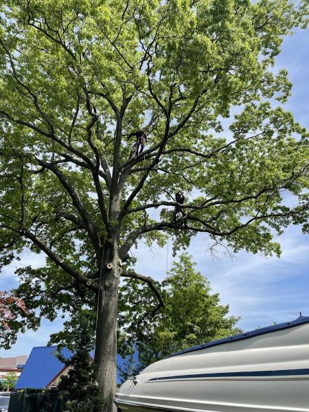 T and D Tree Service