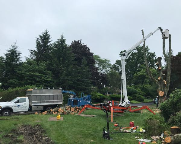 T and D Tree Service
