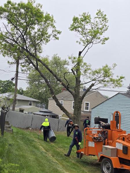 Carlos P Tree Service LLC