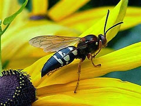Sistar Pest Control