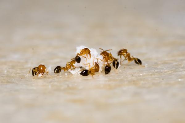 Control Pest Management