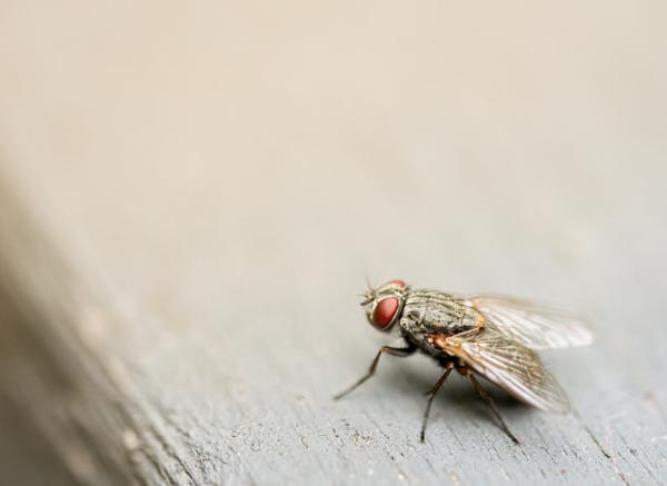 Control Pest Management