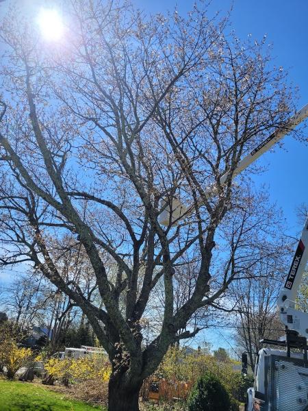 Apex Tree Care LLC