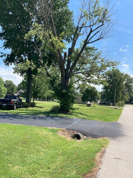 Wolfe Tree Service LLC