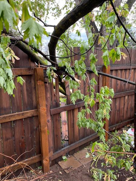 Arborman Tree Care
