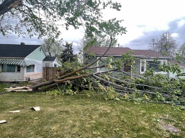 Arborman Tree Care