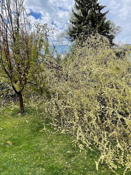 Arborman Tree Care