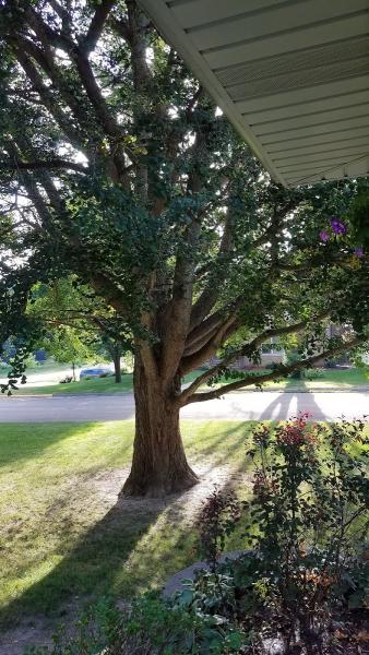 Acadian Tree Service
