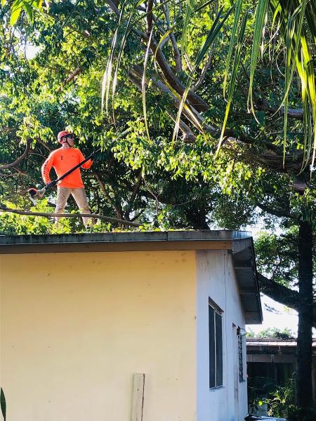 Southern Arbor Services