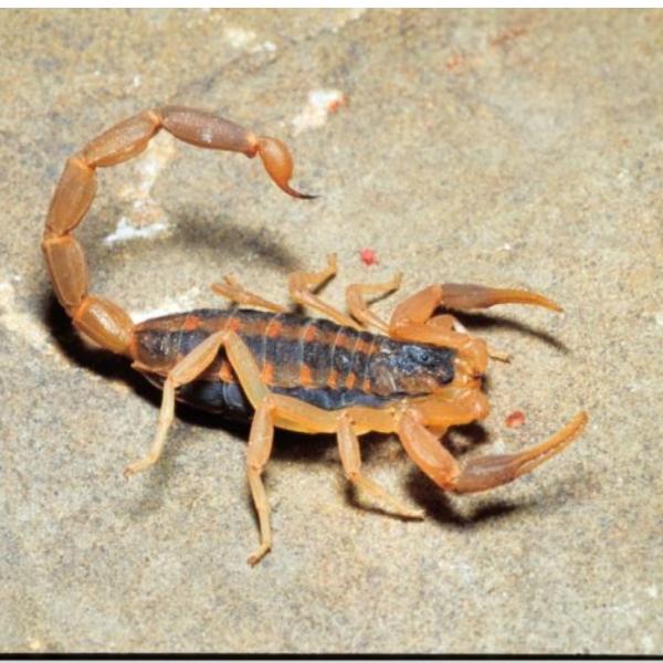 White Flag Pest and Critter
