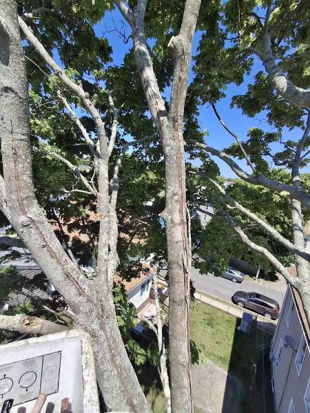 Xpert Tree Service
