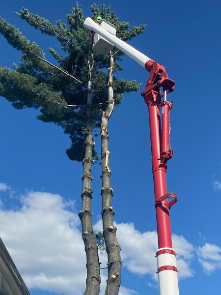 Xpert Tree Service