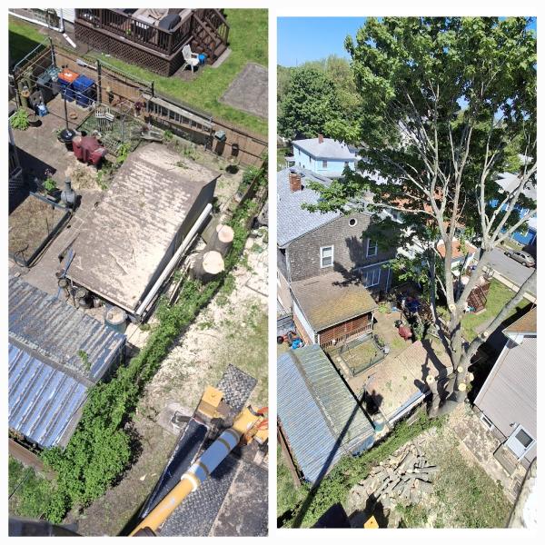 Xpert Tree Service