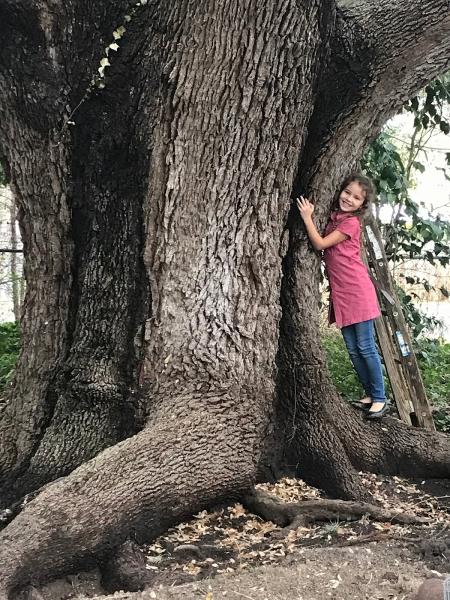 The Tree Tender