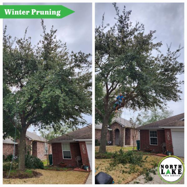 North Lake Tree Service