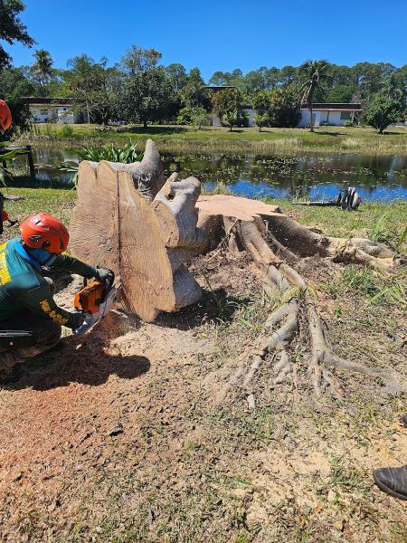 Paul Stetson Tree Service and Pressure Cleaning