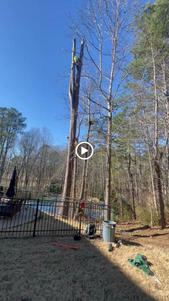 Red Maple Tree Services