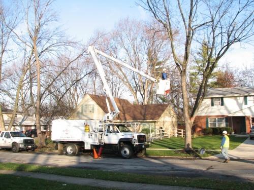 Arborx Tree Specialists