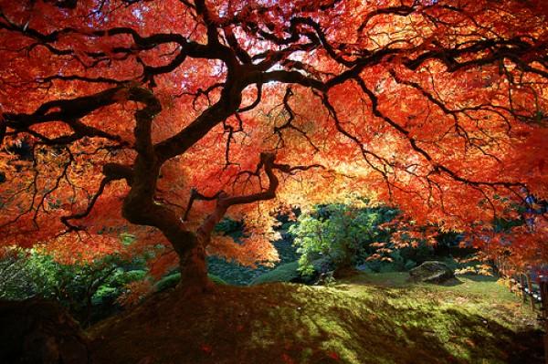 Arborx Tree Specialists