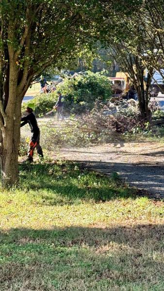 The Treeman LLC