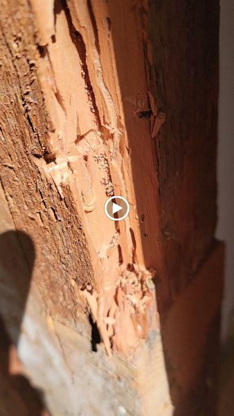 J & M Termite Control Inc