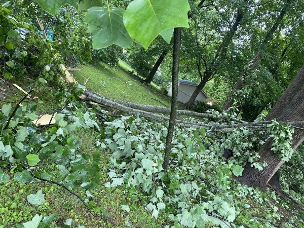 Ashley's Tree Service