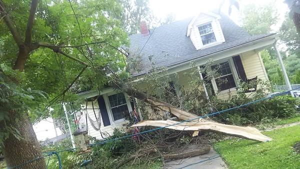 Marios Tree Care
