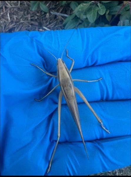 Bulls-Eye Pest & Termite Control