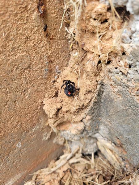 Bulls-Eye Pest & Termite Control