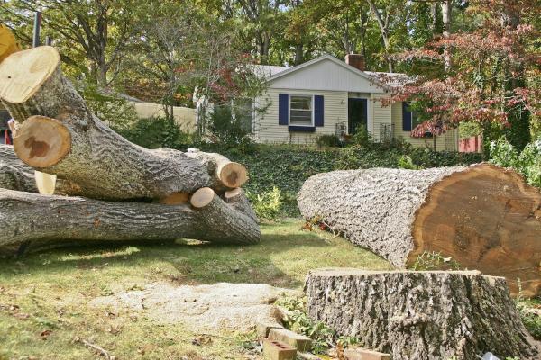 Saint Louis Tree Removal