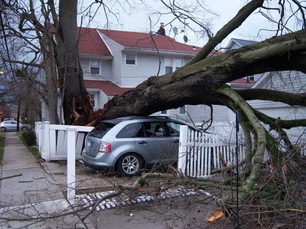Shore Tree Service