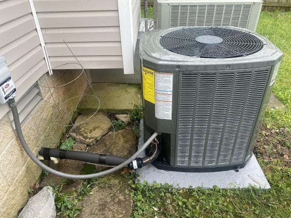 Frog Heating