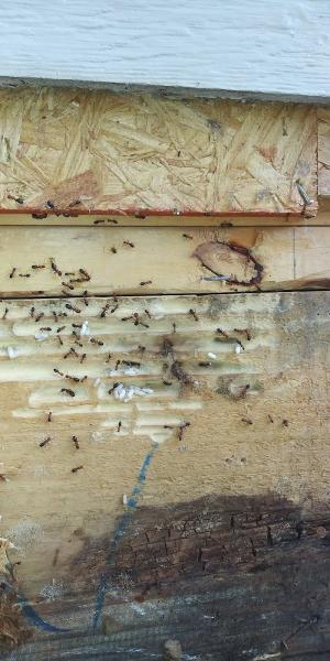 City Pest Control