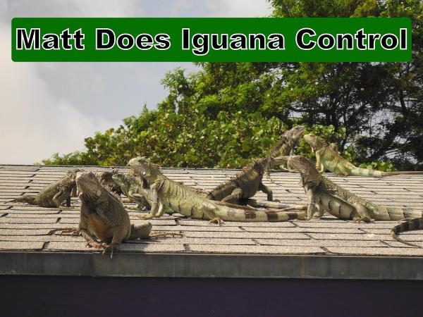 R.i.p Pest Control & Lawn Spraying