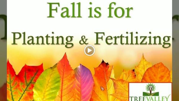 Tree Valley Nursery Inc the Woodlands