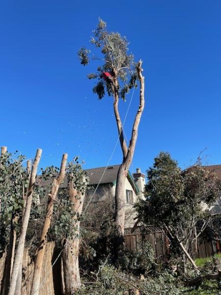 Colores Tree Service