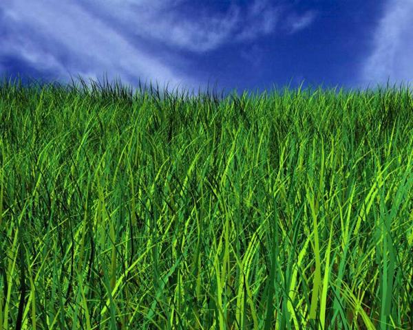 Emerald Magic Lawn Care
