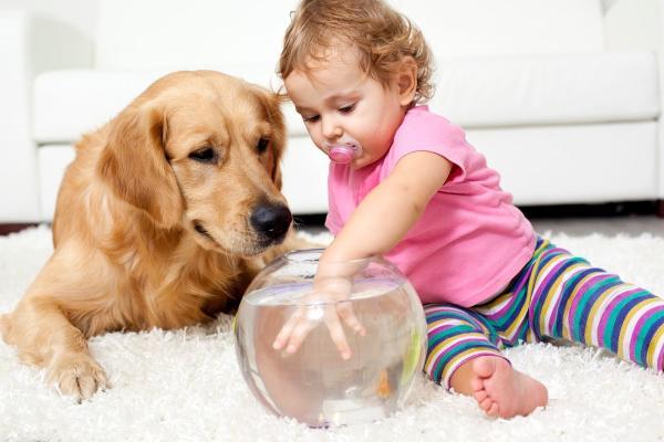 Mike's Carpet and Upholstery Cleaning