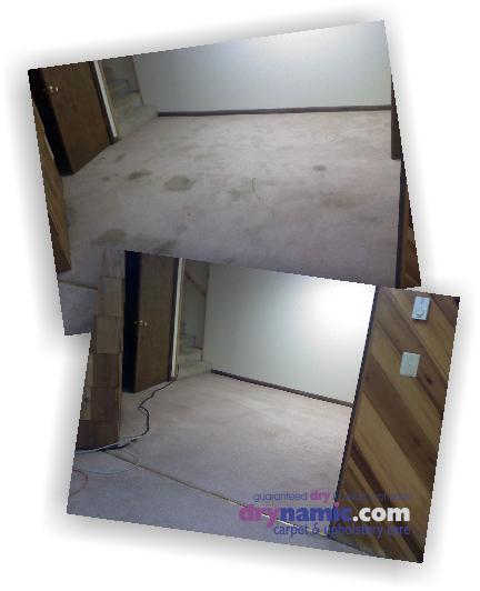 Drynamic Carpet & Upholstery Care